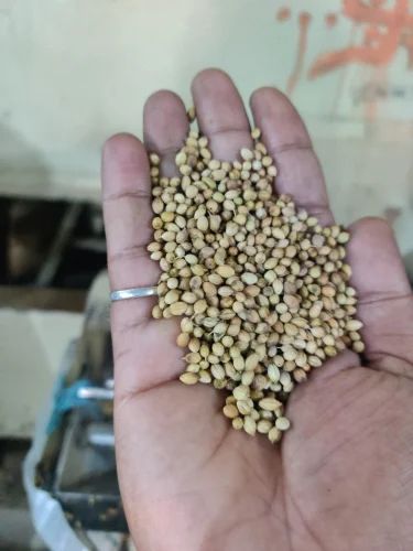 Eagle Coriander Seeds