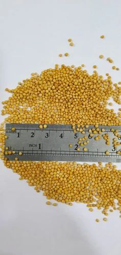 Pili Sarso Oil Seed, Packaging Size: 50 Kg