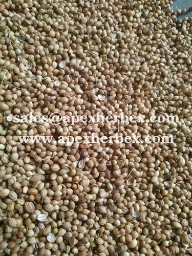Coriander Seed Supplier