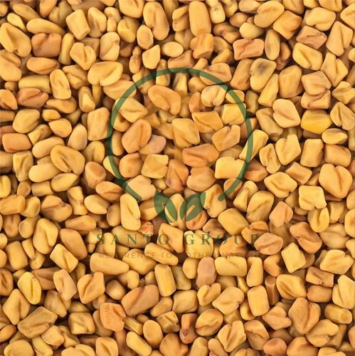 Fenugreek Seeds Methi Dana, Packaging Size: 25 kg, Packaging Type: PP Bag