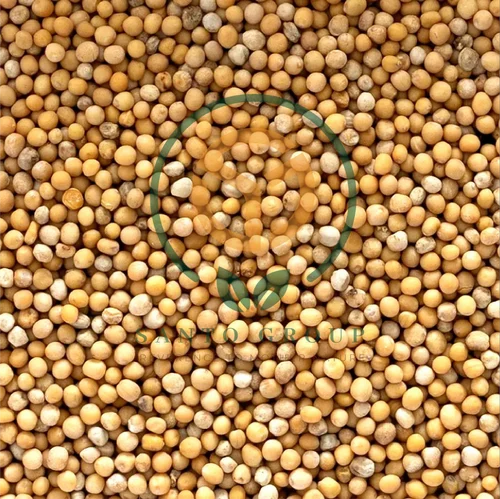 Natural Yellow Mustard Seeds
