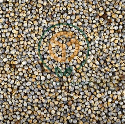 Composite Pearl Millet Bajra, 30 Kg, Gluten Free