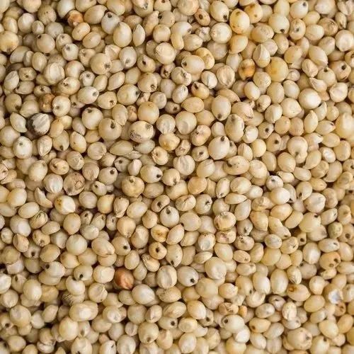 Jwar Dry Extract