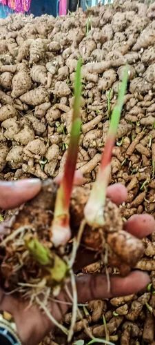 Lakadong Organic Turmeric Root, Roots