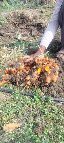 Salem Fresh Raw Turmeric Root
