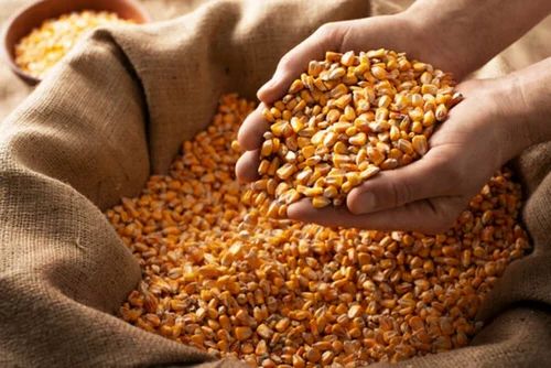 Yellow 50 Kg A Grade Raw Maize, High in Protein