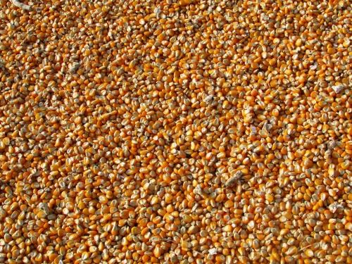 Maize (50 kg) - No Artificial Flavour