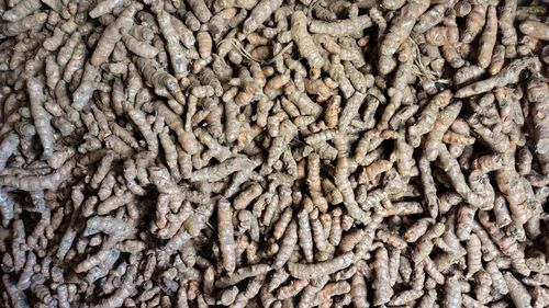 Turmeric Mother Rhizomes