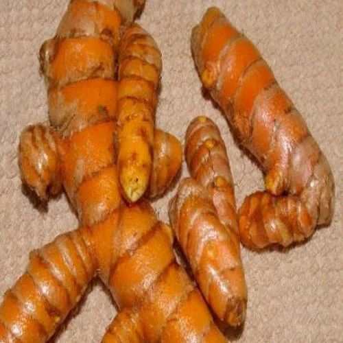 Fresh Turmeric Root, Packaging Size: 500 gm