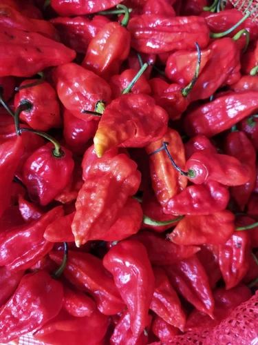 Organic King Red Chilli (Stemless Whole)