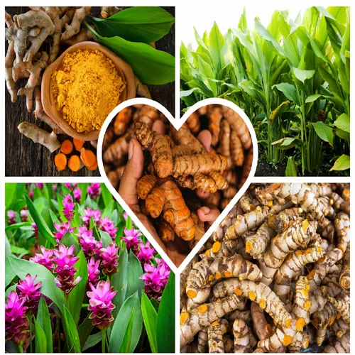 Turmeric Roots