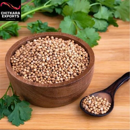 Fresh Coriander Seeds