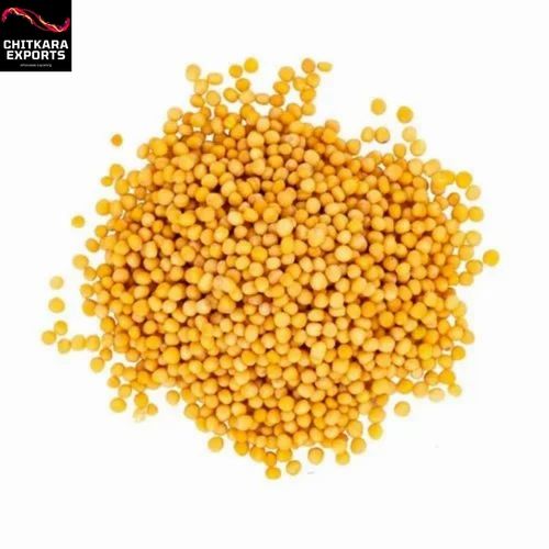 Yellow Mustard Seed