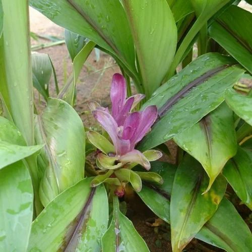 Black Karimanjal Tumeric, HDGE Bag, 100 Kg