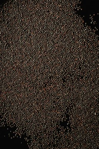 Brown Mustard Seeds, Packaging Size: 50 Kg