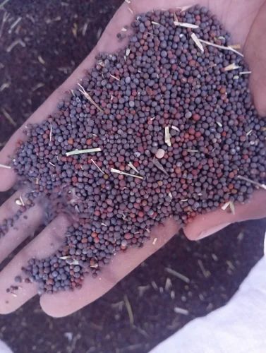 Black Mustard Seeds, Medium