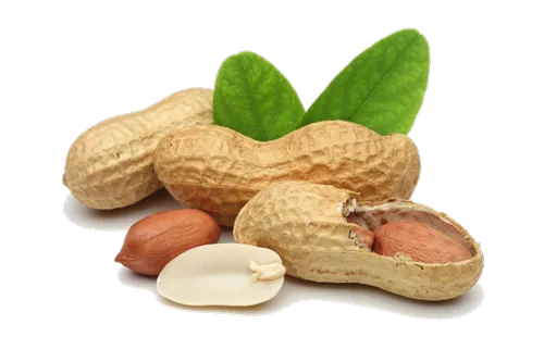 Organic Raw Groundnut