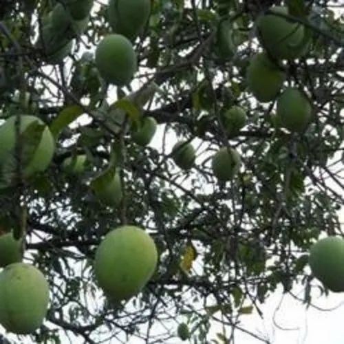 A Grade Malgova Mango