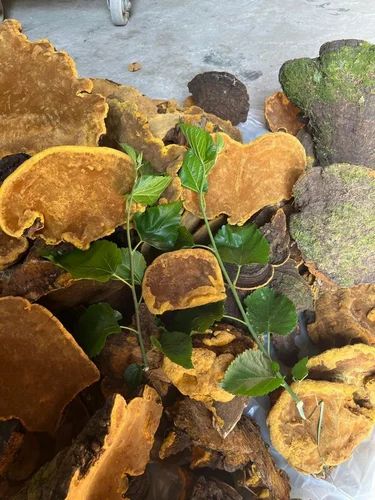 Meshimakobu Organic Mushroom, Fresh