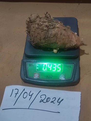 Kali Haldi Black Turmeric, 1 kg, Finger