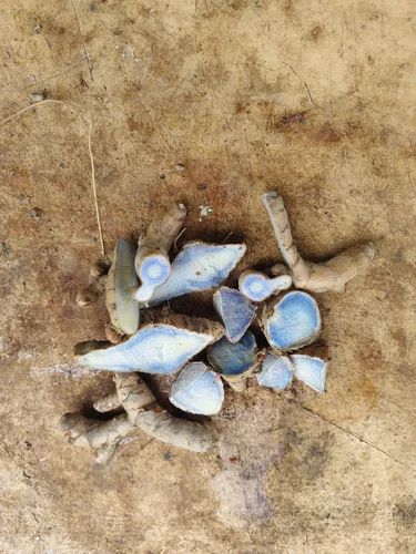Kali Haldi Black Turmeric, For Medicinal, Dried (Sukha)