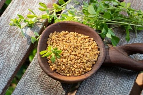 Worldliveexports Yellow Organic Fenugreek Seed, Packaging Type: Packet, Packaging Size: 1 Kg