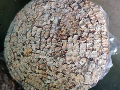 Organic Seedless Tamarind, Packaging Size: 500 gm, Packet