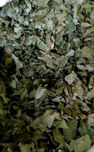 Sanwaliya Herbal Curry Leaves Kari patta Bergera koenigii, A Grade