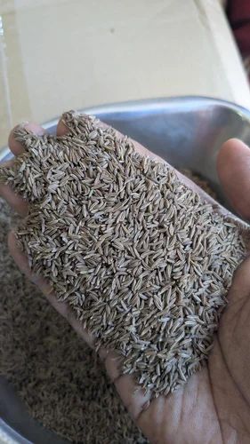 Shah Jeera Caraway Seeds, Whole, A Grade