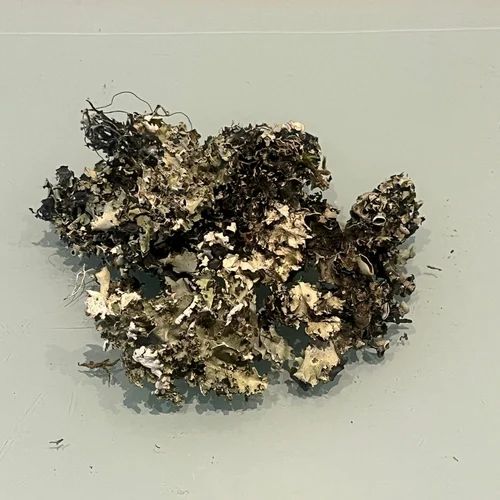 Black Stone Flower Kalpasi, A Grade
