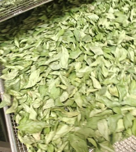 Dry Curry Leaves Kadi Patta