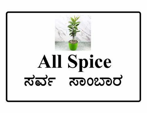 All Spice Plant