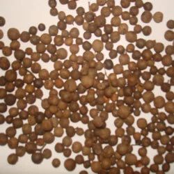 All Spice