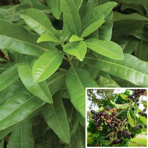 All spice Plant