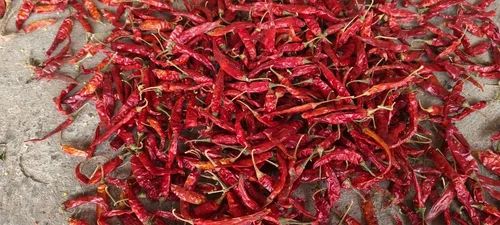 Teja S17 Red Chilli steamless, Without Stem