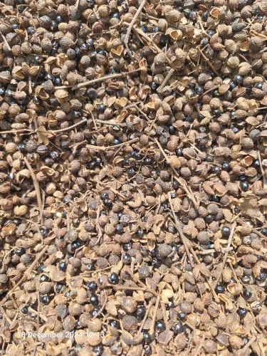 Schezwan Sichuan Pepper, Seed Presence: With Seed