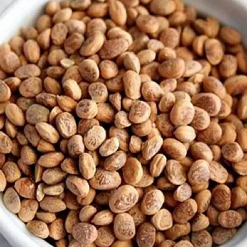 Dried Almondette Seeds, Whole, A Grade