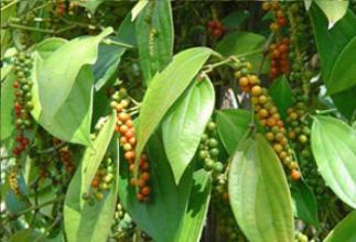 Green Peppercorn