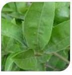 Lemon Leaf
