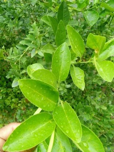 Lemon Leaves