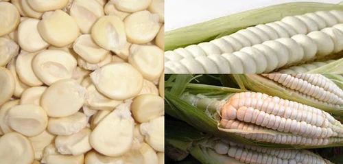 Feed Grade White Grade 1 Corn/maize For Animal Feed, Maize/corn