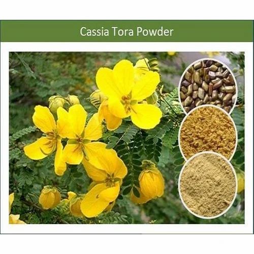 Superior Quality Cassia Tora Powder