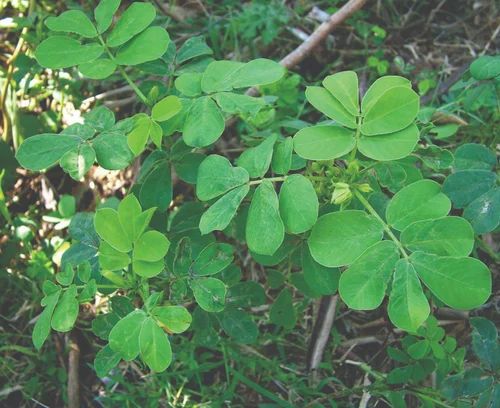 Whole Seeds Cassia Tora
