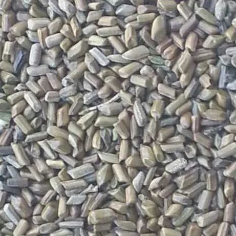 Cassia Tora