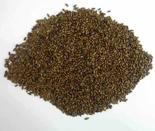 Cassia Tora