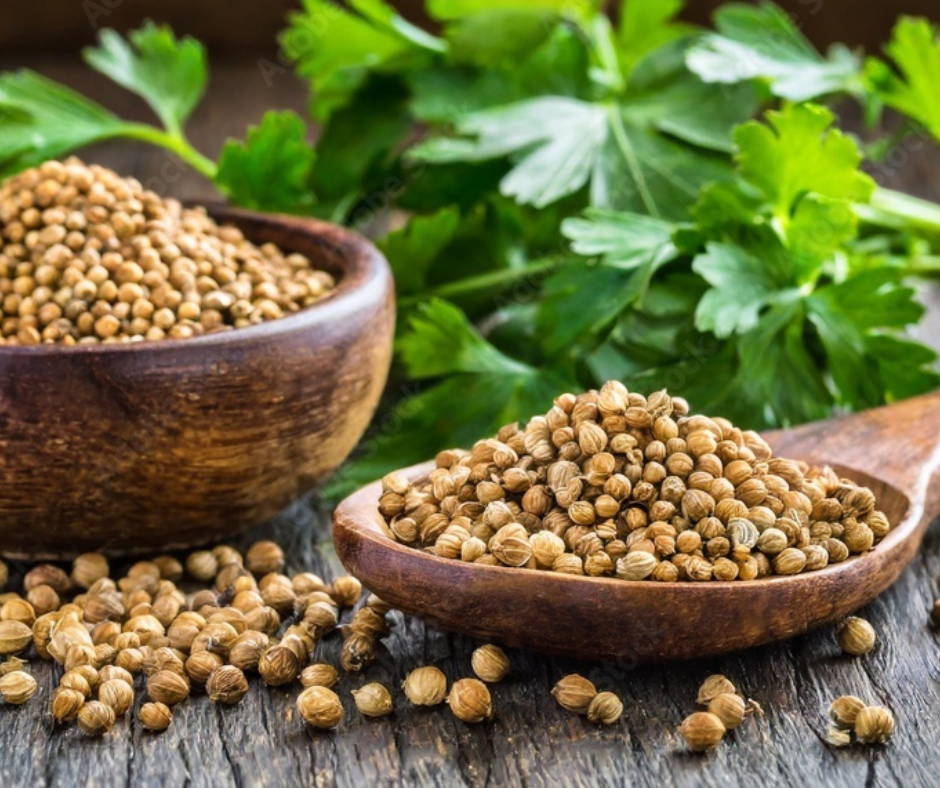 organic coriander seeds 