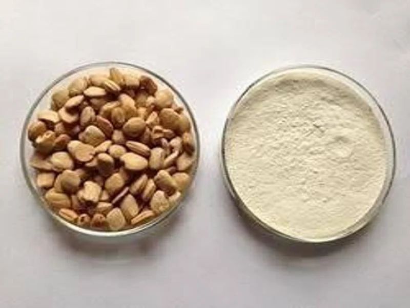 Tamarind Kernel Seed
