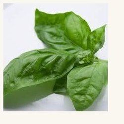 Basil