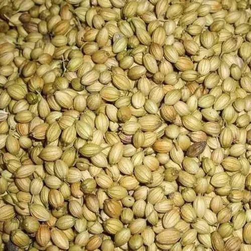 Pure Crop Green Fresh Organic Coriander Seeds, Packaging Type: Jute Bag,PP Bag, Packaging Size: 25 KG