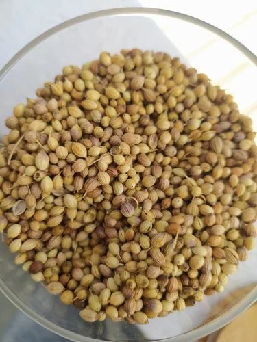 Dried Brown Fresh Coriander Seeds, Packaging Type: PP Bag, 50 Kg